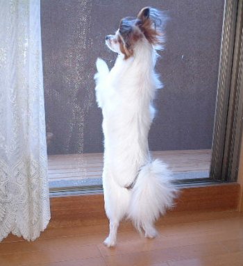 ���ɐ������ρ[�ƂQ